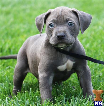 american pit bull puppy posted by Affordable Pups